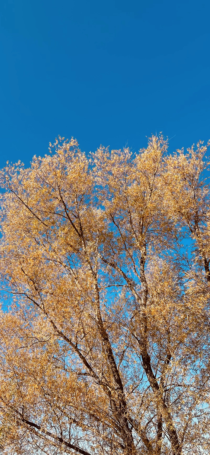 Золотая осень в Оренбургской области Мобильная фотография, Осень, Степь, Оренбургская область, Природа, Длиннопост
