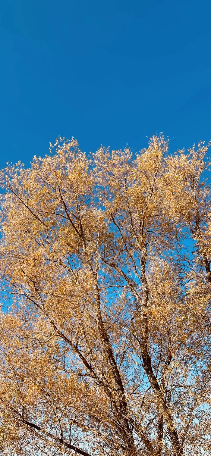 Golden autumn in the Orenburg region - My, Mobile photography, Autumn, Steppe, Nature, Longpost