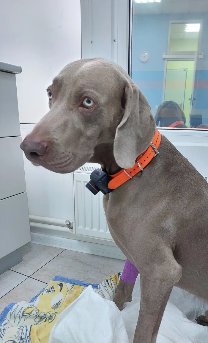 Even the Tsars in the clinic are looking forward to dad - My, Weimaraner, Dog, Vet clinic, Master