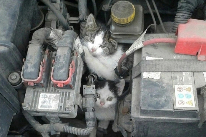 ВНИМАНИЮ ВСЕХ АВТОВЛАДЕЛЬЦЕВ!!! Кот, Автомобилисты, Проверка, Срочно, Длиннопост