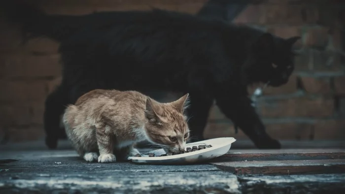 cats - My, The photo, cat, Black cat, Kittens, Street photography, Homeless animals