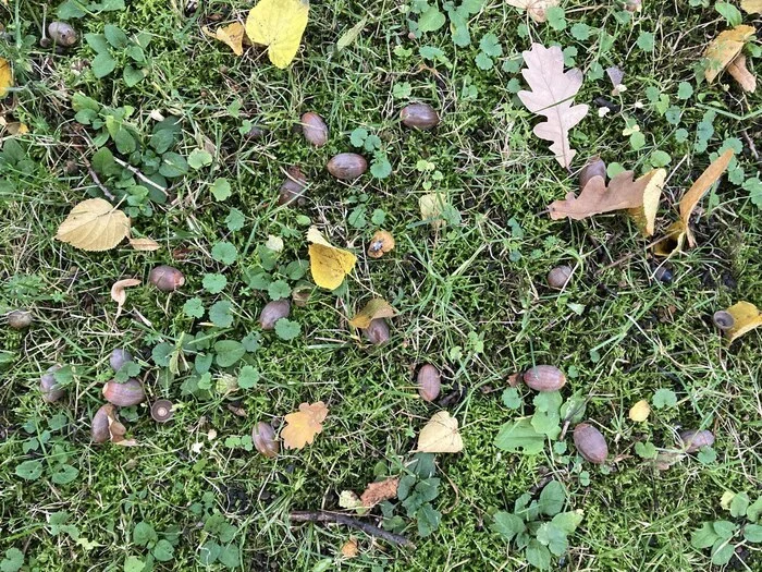 acorns - My, Saint Petersburg, Longpost, Acorn, Oak