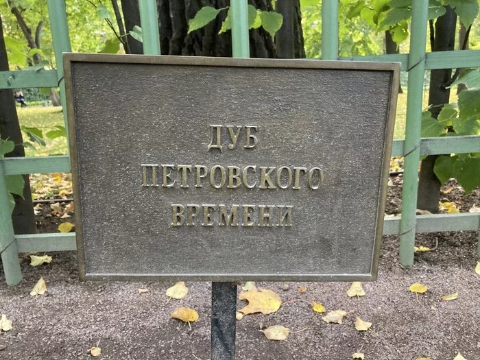 Жёлуди - Моё, Санкт-Петербург, Длиннопост, Желудь, Дуб