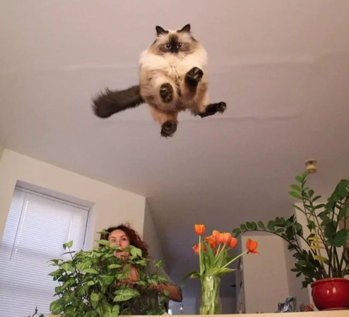Projectile for catapult - Humor, cat, Fluffy, Pets, Bounce, Flight