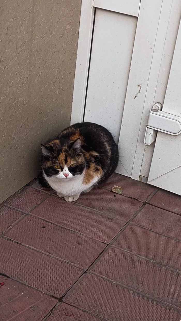 pharmacy security guard - cat, Tricolor cat