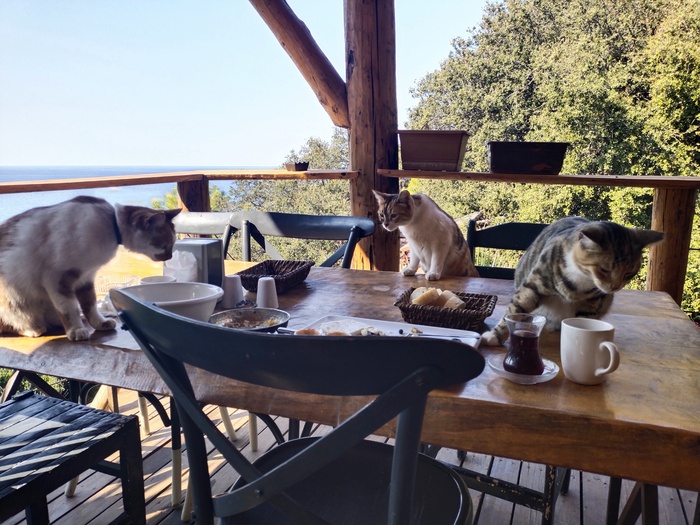 Турецкий завтрак