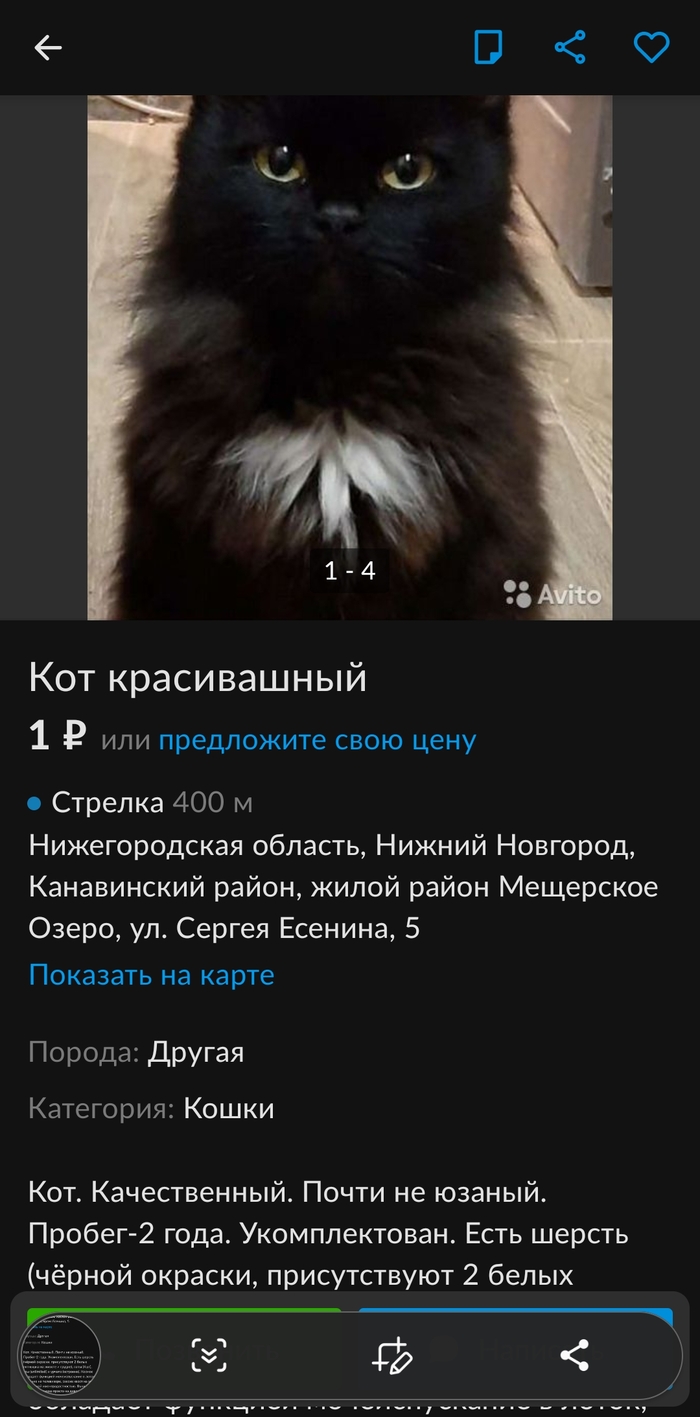 Кот красивашный! | Пикабу