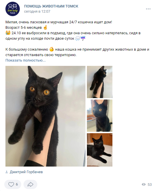 Ответ на пост «Утро начинается с котеек» - Моё, Котята, Кот, Домашние животные, Трехцветная кошка, Стерилизация, Ответ на пост, Скриншот, Комментарии на Пикабу, Длиннопост