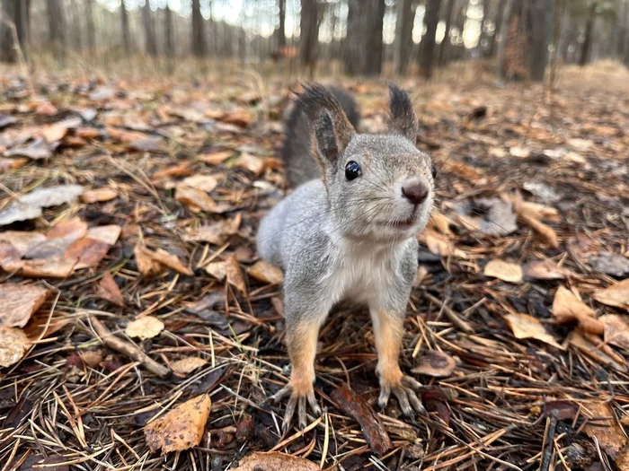 Hello, do you have nuts? - My, Squirrel, Milota, The photo