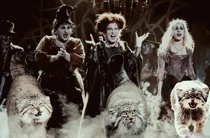 Story. Start - Pallas' cat, Pet the cat, Small cats, Cat family, Wild animals, Hocus Pocus (film), Halloween, Witches, Repeat