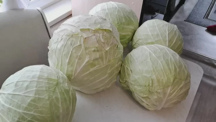 We salt the cabbage according to the recipe ON THE EYE, tasting for salt - My, Cooking, Video recipe, Snack, Garden, Cabbage, Salad, Video, Youtube, Longpost