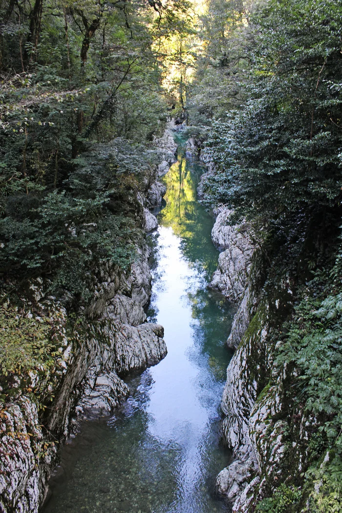 Sochi. Yew boxwood grove - My, Travel across Russia, Tourism, Sochi, The photo, Nature, Yew-boxwood grove, Longpost