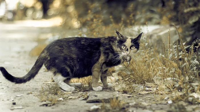 Happy hunting - My, The photo, cat, Tricolor cat, Mouse, Hunting