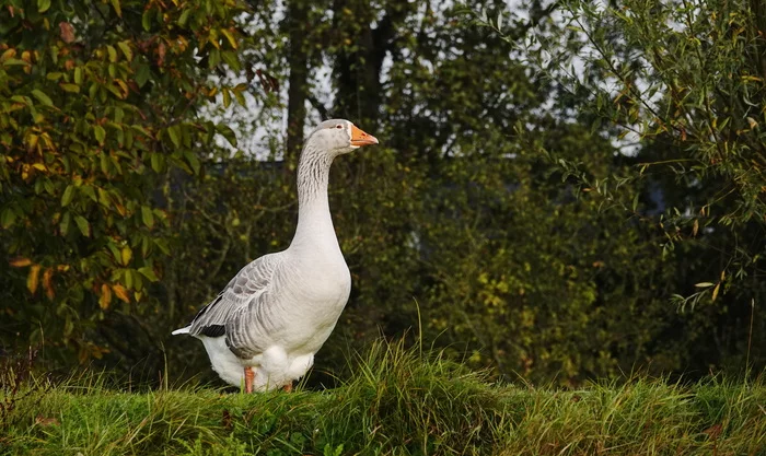 important goose - My, Netherlands (Holland), The photo, Nature, Birds, Гусь