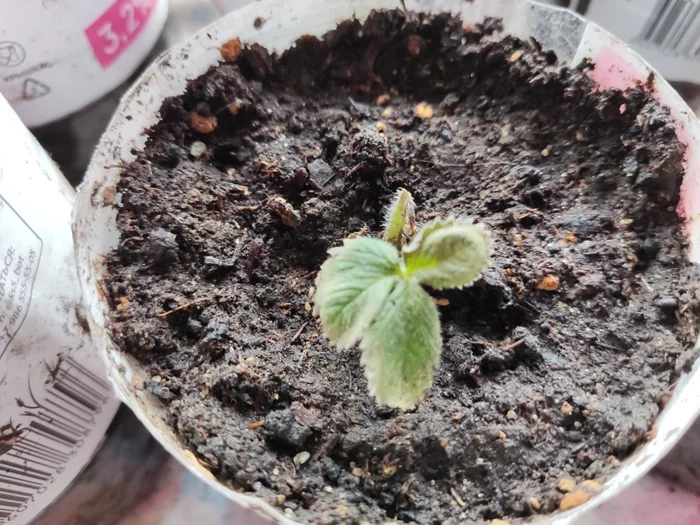 Strawberries on the windowsill... - My, Strawberry (plant), Business, Longpost