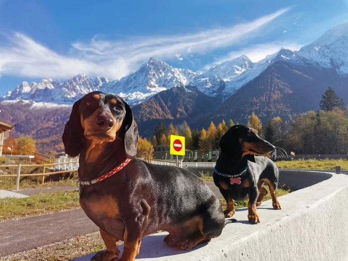 October 31: birthday of the breed - Dachshund! - My, Dog, Dachshund, Dwarf dachshund, Rabbit Dachshund, Milota, Holidays, Longpost, Long-haired dachshund