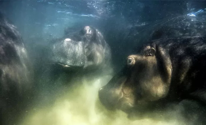 hippo world - hippopotamus, The photo, Photographer, Mikhail Korostelev, Drone, Wild animals, wildlife, Lake, Winners, Competition, Photo competition, Russia, Germany, South Africa