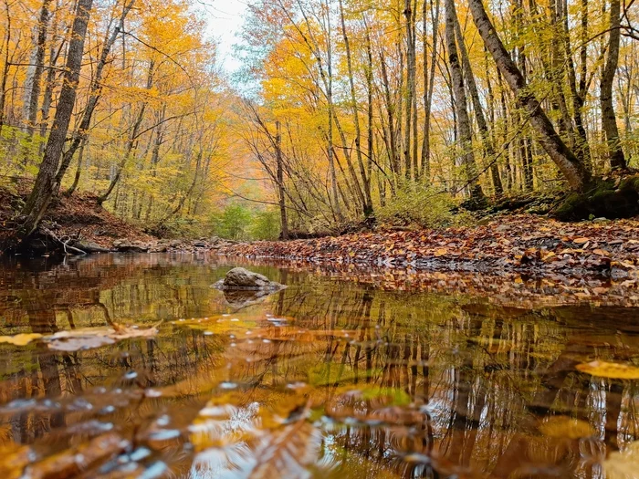 Autumn - My, Forest, Autumn, Краснодарский Край, Oneplus, The photo