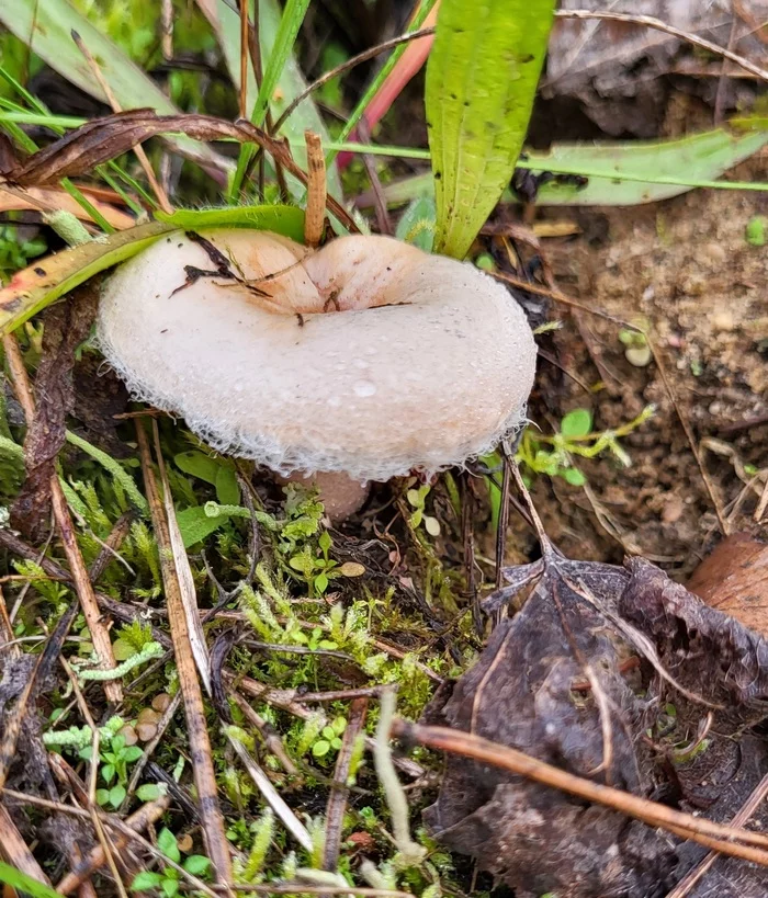 Mushroom season 2022 is far from over - My, Silent hunt, Mushrooms, Mushroom pickers, Autumn, Longpost, Saxony-Anhalt