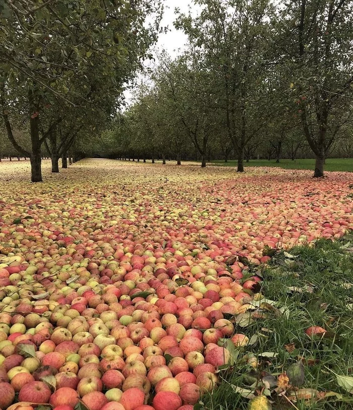 Apples fell after Storm Ophelia - Apple tree, Apples, Sadness, Beautiful, The photo