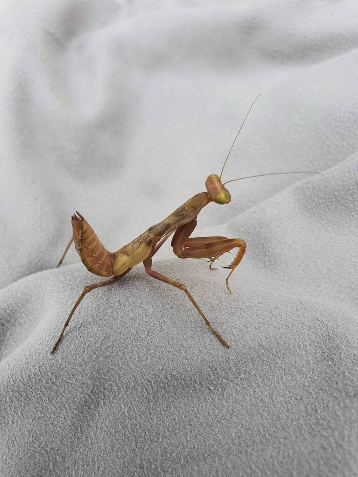 Praying mantis from summer to ribbon - My, Mantis, Summer, Competition