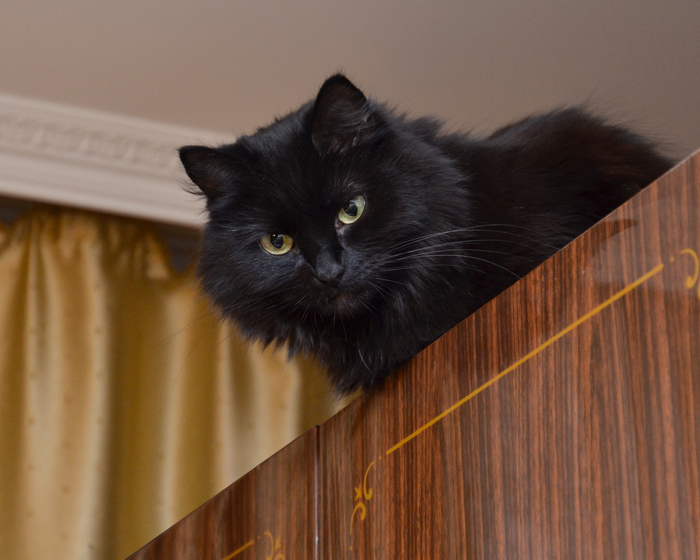 ������, �������