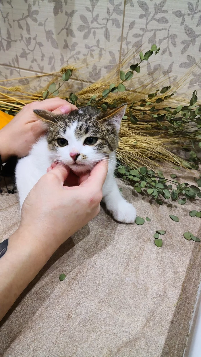 Котятам срочно нужен дом! Москва и МО [все котята нашли дом] - Кот, В добрые руки, Без рейтинга, Помощь, Волонтерство, Спасение животных, Длиннопост