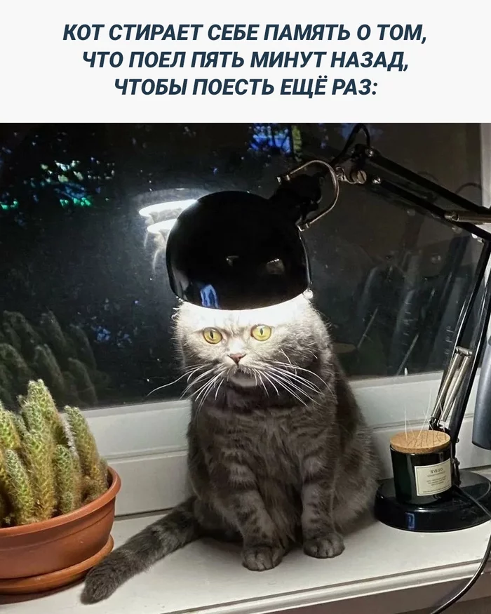 cat lamp - Picture with text, cat, Лампа, Memes