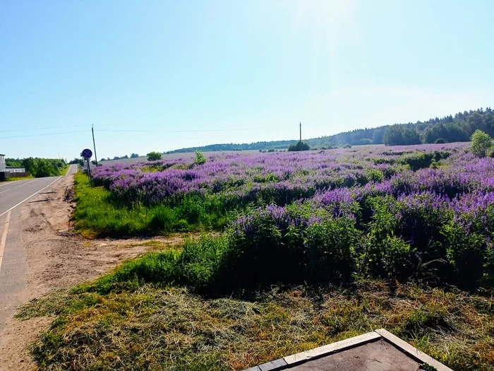 Field. Solnechnogorsk district - My, Nature, Summer, Field, Purple