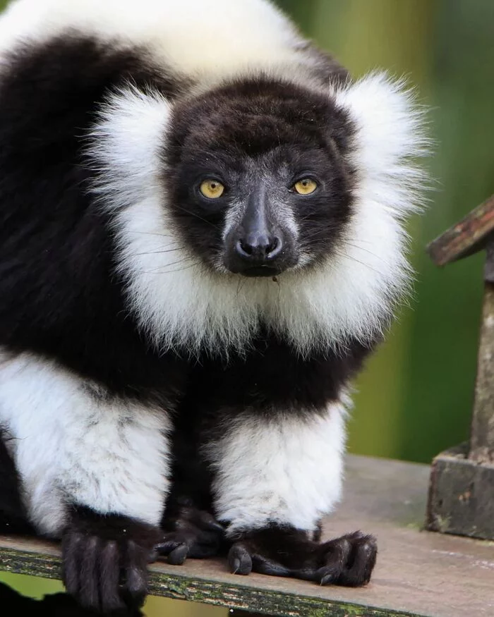 lemur vari - Endangered species, Lemur, Vari, Primates, Mammals, Wild animals, Zoo, The photo, Longpost