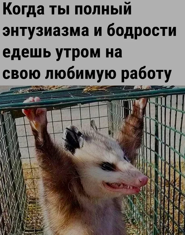 Hi! - My, Positivism, Animals, Picture with text, Opossum, Humor