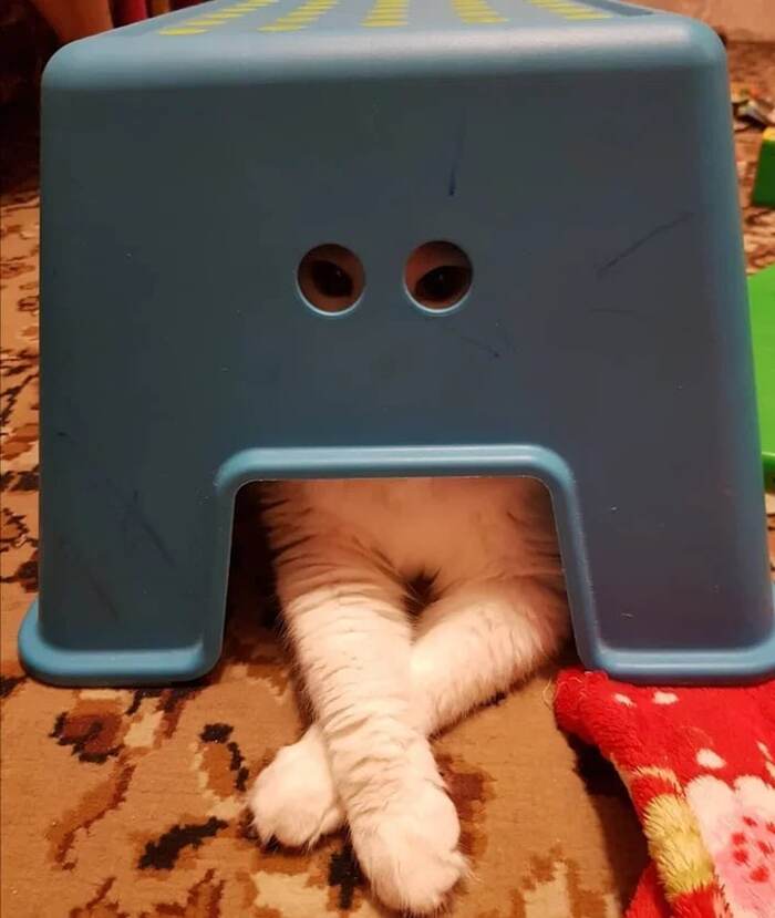   ,  , 