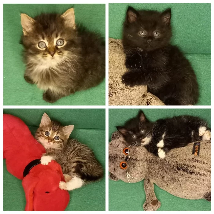 Continuation of the post “Four kittens from the industrial zone really need a home. SPb and LO. Now on overexposure in Kolpino. No rating - My, Treatment, cat, Volunteering, Homeless animals, In good hands, Animal Rescue, No rating, Saint Petersburg, Dacha, Video VK, Reply to post, Longpost