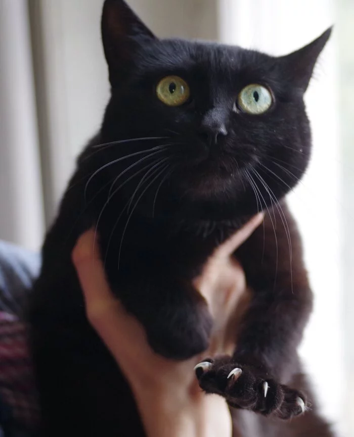 Adult domestic cat is looking for new kind owners - My, No rating, In good hands, Moscow, cat, Longpost