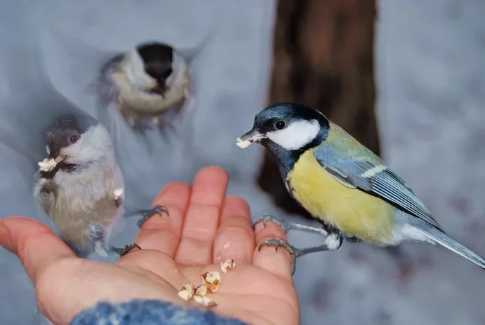 live line) - My, The photo, Siberia, Mood, Birds, Tit, Chickadee