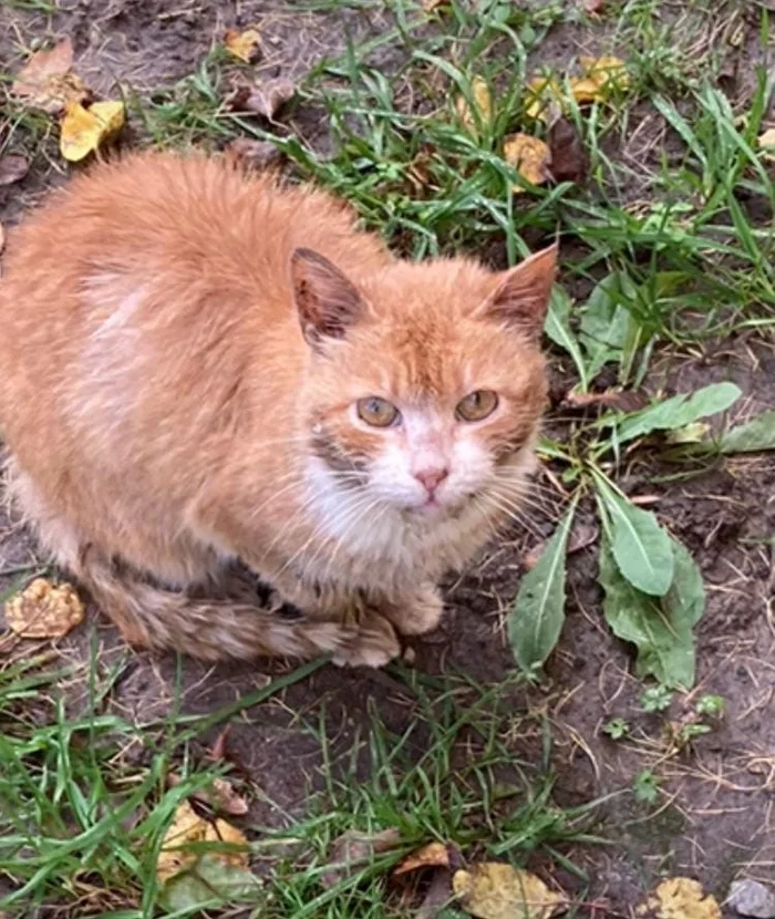 The cat really needs help. His mistress grandmother died and he ended up on the street with very bad teeth. Kolpino - My, Treatment, cat, Volunteering, Homeless animals, In good hands, Animal Rescue, No rating, Saint Petersburg, Dacha, Vertical video, Longpost