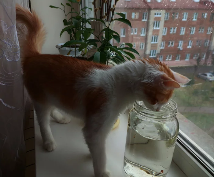 cat and guppy - My, cat, Aquarium fish, Guppy