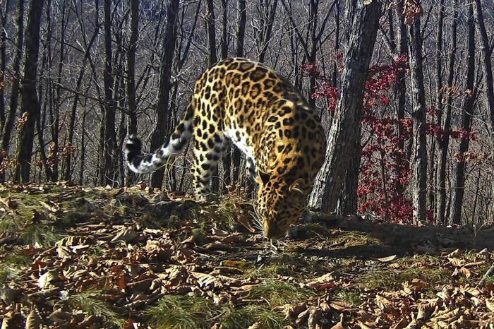 Cinnamon - Far Eastern leopard, beauty, National park, Leopard, Primorsky Krai, The photo, Phototrap, wildlife, Wild animals, Predatory animals, Big cats, Cat family, Rare view, Red Book, Cinnamon, Longpost