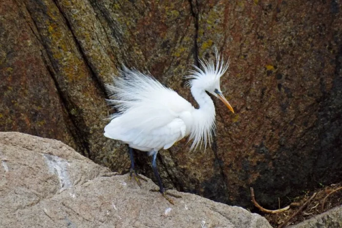 Rare beauty - Heron, Birds, Primorsky Krai, wildlife, beauty, Rare view, Red Book, Reserves and sanctuaries, Heat-loving