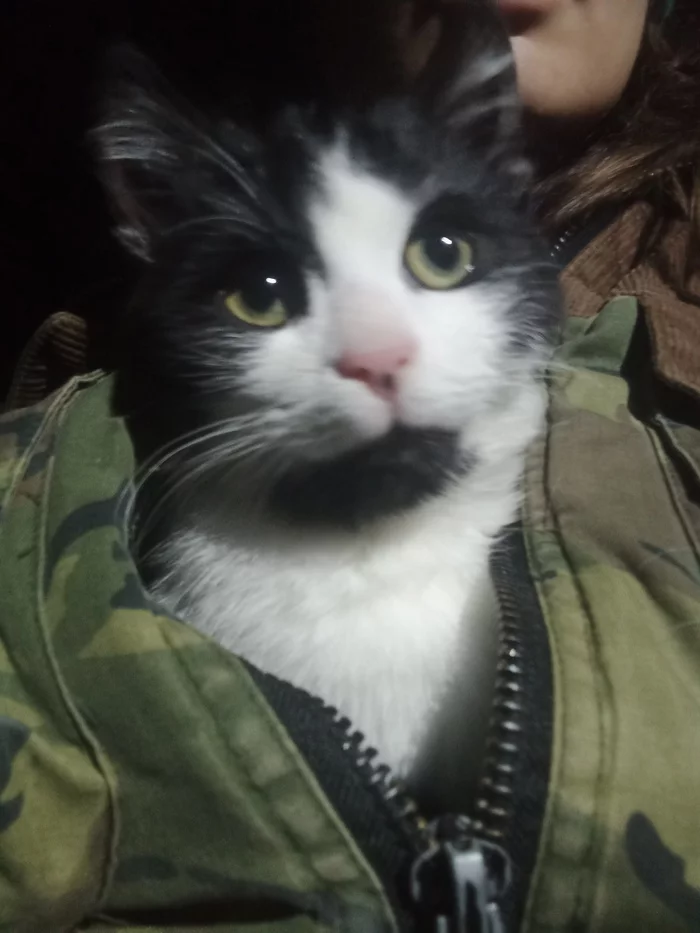 I just took another kitten with a funny spot on its nose from an empty summer cottage - My, Treatment, cat, Volunteering, Homeless animals, Animal Rescue, Saint Petersburg, Dacha, Vertical video, Video, Longpost