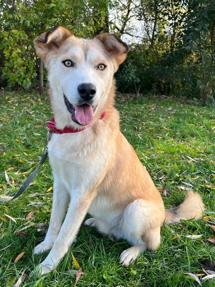 The most photogenic dog in the world is looking for a family! - My, Animal shelter, In good hands, Helping animals, Overexposure, Volunteering, No rating, Animal Rescue, Shelter, Moscow region, Moscow, Puppies, Dog, Kindness, Positive, Happiness, Friend, Love, Pets, Longpost