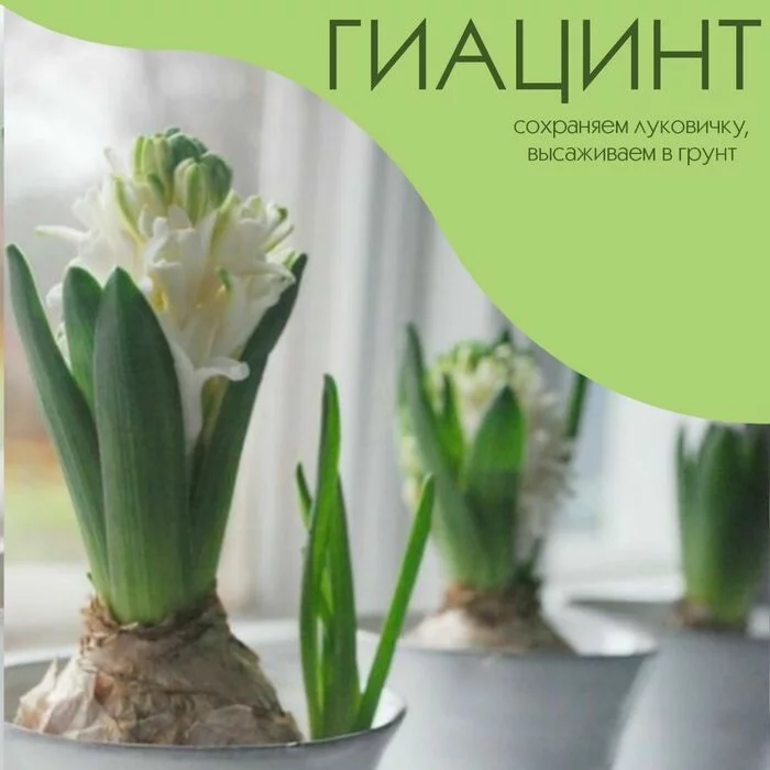 The hyacinth has faded, save the bulb and then plant it in open ground - Crossposting, Pikabu publish bot, Flowers, Hyacinths, Transfer