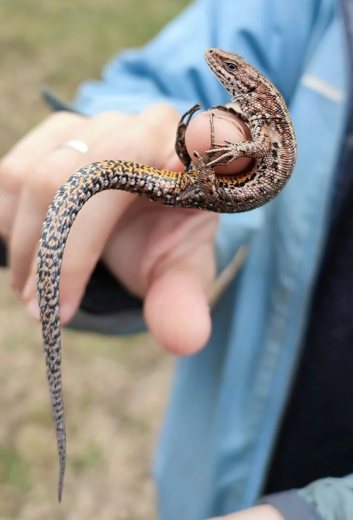 lizard - My, Animals, Lizard, Mobile photography, The nature of Russia