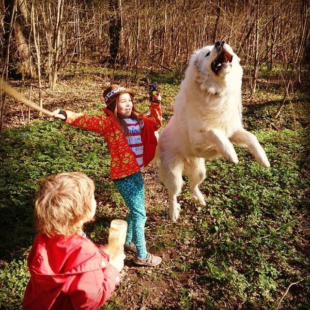 Pyrenean mountain dog or how to get a polar bear at home! - Dog, Puppies, Cynology, Longpost, Pyrenean Mountain Dog