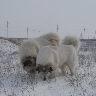 Pyrenean mountain dog or how to get a polar bear at home! - Dog, Puppies, Cynology, Longpost, Pyrenean Mountain Dog