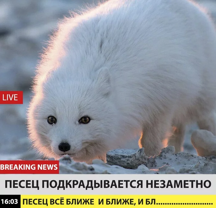 News time ^.^ - The photo, Animals, Fox, Milota, Arctic fox