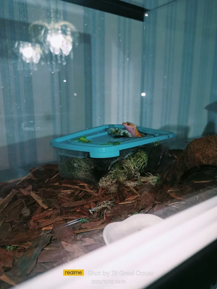 From the life of Cujo - My, Reptiles at home, Gecko, Eublefar, Lizard