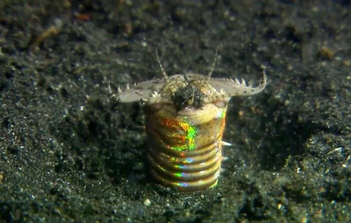 Purple Australian Worm - My, Worm, Sea, Information, Video, Soundless