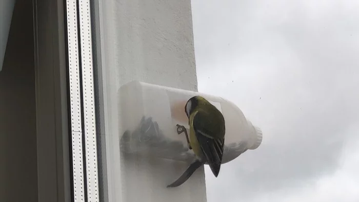 Titmouse have arrived - My, Tit, Trough, Outside the window, Longpost