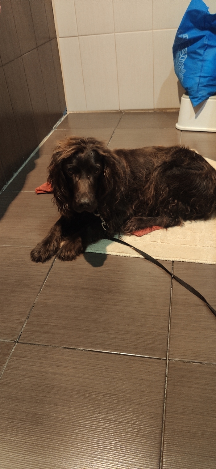 Поиск хозяев! Сила Пикабу помоги